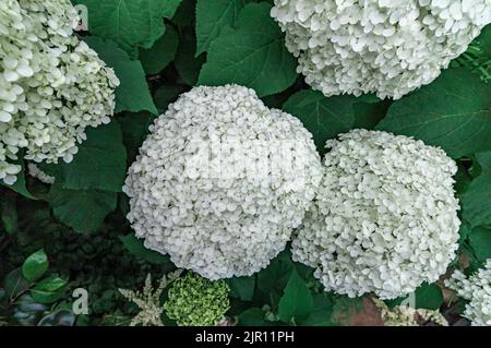 Hortensia arborescens Annabelle, ein großer buschiger nordamerikanischer Strauch, der im Sommer sehr große, kugelförmige Köpfe aus weißen, sterilen Blüten hervorbringt Stockfoto