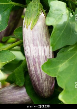 Lila gestreifte weiße Frucht der zarten Aubergine, „Jewel Marble“, Solanum melongena Stockfoto