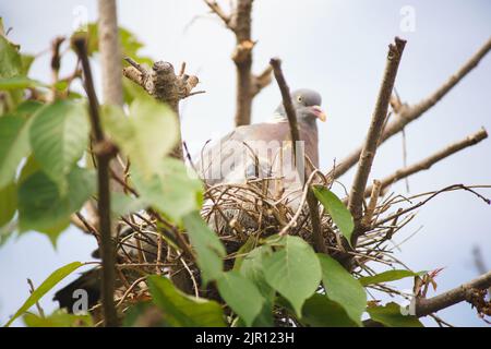 August 21 2022 Maidenhead, Nachbarn sagen, dass diese Waldtaube seit zwei Wochen brütet, ohne das Nest zu verlassen. Tauben haben eine sehr lange Brutzeit, obwohl ihre Hauptbrüterzeit zwischen April und Oktober liegt. Nach der Gründung werden die Waldtauben Jahr für Jahr, wenn möglich, zum gleichen Nest zurückkehren. Der Baum wurde beschnitten und das Nest freigelegt, und dennoch hat die Taube es weiter benutzt. Bridget Catterall/Alamy Live News Stockfoto