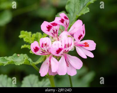 Dunkelkehlige blassrosa Sommerblumen des duftenden, blättrigen Palargonium „Royal Oak“ Stockfoto