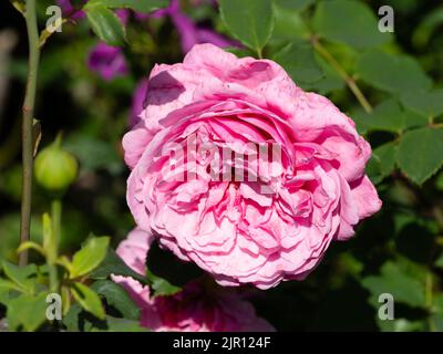 Duftende Doppelblume der sommerblühenden duftenden Strauchrose, Rosa 'Assemblage des Beautes' Stockfoto