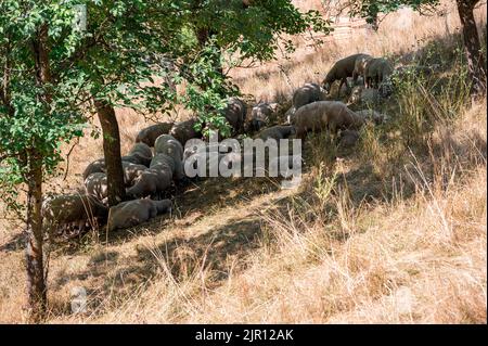 Coburg, Deutschland. 21. August 2022. Schafe liegen im Schatten unter Bäumen auf einer trockenen Wiese. Quelle: Daniel Vogl/dpa/Alamy Live News Stockfoto