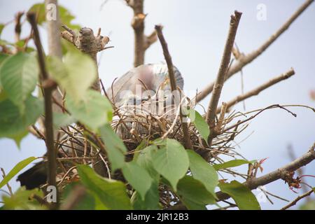 August 21 2022 Maidenhead, Nachbarn sagen, dass diese Waldtaube seit zwei Wochen brütet, ohne das Nest zu verlassen. Tauben haben eine sehr lange Brutzeit, obwohl ihre Hauptbrüterzeit zwischen April und Oktober liegt. Nach der Gründung werden die Waldtauben Jahr für Jahr, wenn möglich, zum gleichen Nest zurückkehren. Der Baum wurde beschnitten und das Nest freigelegt, und dennoch hat die Taube es weiter benutzt. Bridget Catterall/Alamy Live News Stockfoto