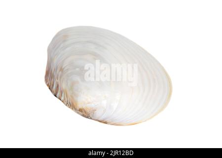 Bild von Muschelmuscheln mit Perlmuscheln auf weißem Hintergrund. Unterwassertiere. Muscheln. Stockfoto