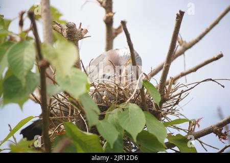 August 21 2022 Maidenhead, Nachbarn sagen, dass diese Waldtaube seit zwei Wochen brütet, ohne das Nest zu verlassen. Tauben haben eine sehr lange Brutzeit, obwohl ihre Hauptbrüterzeit zwischen April und Oktober liegt. Nach der Gründung werden die Waldtauben Jahr für Jahr, wenn möglich, zum gleichen Nest zurückkehren. Der Baum wurde beschnitten und das Nest freigelegt, und dennoch hat die Taube es weiter benutzt. Bridget Catterall/Alamy Live News Stockfoto