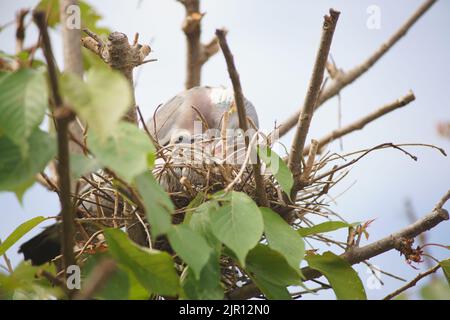 August 21 2022 Maidenhead, Nachbarn sagen, dass diese Waldtaube seit zwei Wochen brütet, ohne das Nest zu verlassen. Tauben haben eine sehr lange Brutzeit, obwohl ihre Hauptbrüterzeit zwischen April und Oktober liegt. Nach der Gründung werden die Waldtauben Jahr für Jahr, wenn möglich, zum gleichen Nest zurückkehren. Der Baum wurde beschnitten und das Nest freigelegt, und dennoch hat die Taube es weiter benutzt. Bridget Catterall/Alamy Live News Stockfoto