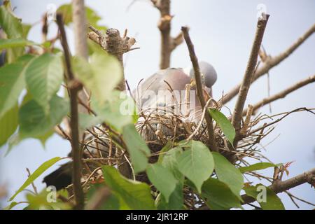 August 21 2022 Maidenhead, Nachbarn sagen, dass diese Waldtaube seit zwei Wochen brütet, ohne das Nest zu verlassen. Tauben haben eine sehr lange Brutzeit, obwohl ihre Hauptbrüterzeit zwischen April und Oktober liegt. Nach der Gründung werden die Waldtauben Jahr für Jahr, wenn möglich, zum gleichen Nest zurückkehren. Der Baum wurde beschnitten und das Nest freigelegt, und dennoch hat die Taube es weiter benutzt. Bridget Catterall/Alamy Live News Stockfoto