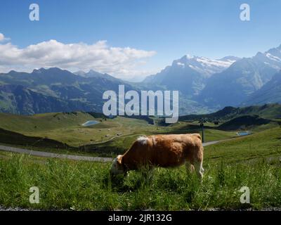 Kühe weiden in Mannlichen, Wengen, Berner Oberland, Schweiz. Das Dorf Grindelwald liegt in der Ferne. Stockfoto