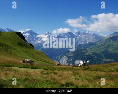 Kühe weiden in Mannlichen, Wengen, Berner Oberland, Schweiz. Das Lauterbrunnental und die Jungfrau-Bergkette sind in der Ferne zu sehen. Stockfoto