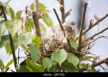 August 21 2022 Maidenhead, Nachbarn sagen, dass diese Waldtaube seit zwei Wochen brütet, ohne das Nest zu verlassen. Tauben haben eine sehr lange Brutzeit, obwohl ihre Hauptbrüterzeit zwischen April und Oktober liegt. Nach der Gründung werden die Waldtauben Jahr für Jahr, wenn möglich, zum gleichen Nest zurückkehren. Der Baum wurde beschnitten und das Nest freigelegt, und dennoch hat die Taube es weiter benutzt. Bridget Catterall/Alamy Live News Stockfoto