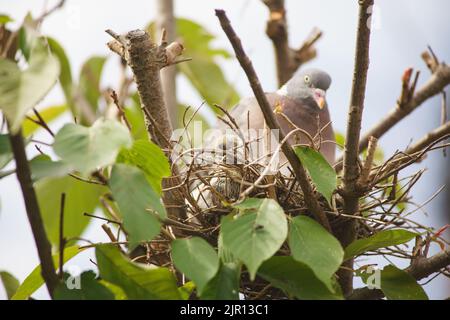 August 21 2022 Maidenhead, Nachbarn sagen, dass die Waldtaube seit zwei Wochen brütet, ohne das Nest zu verlassen. Tauben haben eine sehr lange Brutzeit, obwohl ihre Hauptbrüterzeit zwischen April und Oktober liegt. Nach der Gründung werden die Waldtauben Jahr für Jahr, wenn möglich, zum gleichen Nest zurückkehren. Dieser Baum wurde beschnitten und das Nest freigelegt, und dennoch hat die Taube ihn weiter benutzt. Bridget Catterall/Alamy Live News Stockfoto