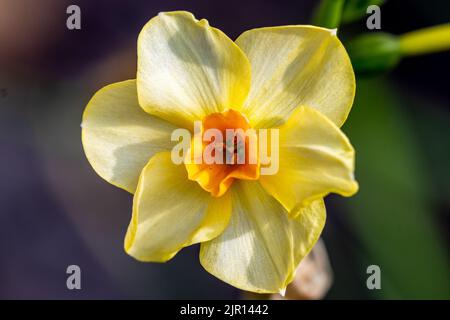 Eine einzelne Blüte von Narzissen jonquilla Martinette, die die mit Pollen bedeckten Staubgefäße mit dem Stempel in der Mitte zeigt Stockfoto