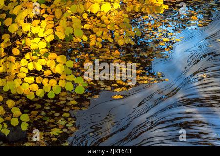 Schaum schwimmt auf dem Wasser an herbstlichen Ästen Stockfoto