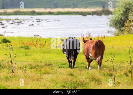 Kühe, die zum See laufen Stockfoto