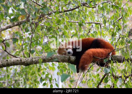 Nahaufnahme eines roten Pandas, der auf dem Baum im Zoo von Lyon liegt Stockfoto