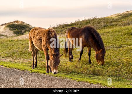 Konik Pferde im Nord-Holland Dünenreservat. Eine Stute mit ihrem Fohlen, beide grasen in der Nähe eines Pfades. Niederlande. Stockfoto