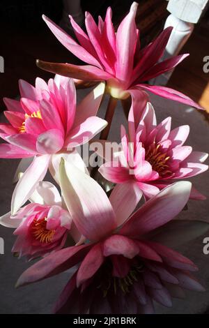 Schöne rosa wasserlilly Blume in voller Blüte Stockfoto