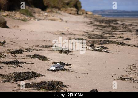 Kittiwake (Rissa tridactyla) tot durch Vogelgrippe Northumberland GB UK August 2022 Stockfoto