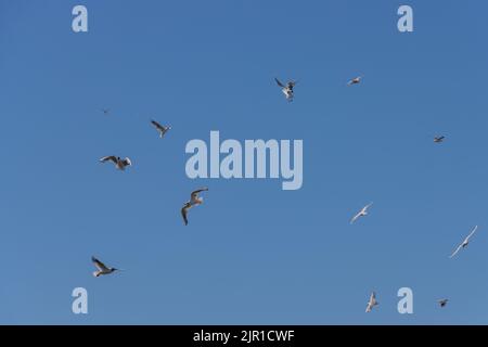 Schar von Möwen fliegen auf blauem Himmel Hintergrund Stockfoto