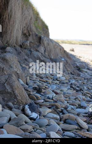 Guillemot (Uria aalge) starb an der Vogelgrippe Northumberland GB UK August 2022 Stockfoto