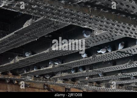 Eine Taubenschar (Columba livia) brüllt unter einer Eisenbahnbrücke. Stockfoto