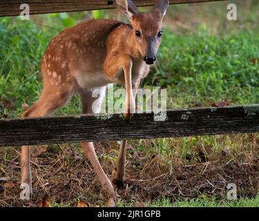 Ein Wildschwänzchen, das einen Zaun überquert. Stockfoto