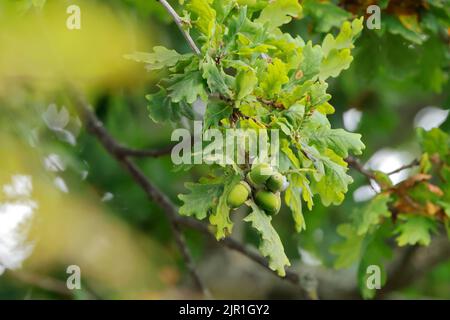 Nahaufnahme von Eicheln auf einer Eiche, frühe Herbstanzeichen Stockfoto