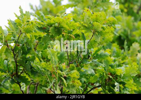 Nahaufnahme von Eicheln auf einer Eiche, frühe Herbstanzeichen Stockfoto