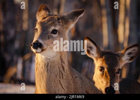 Die jungen Hirsche im Winterwald von Thunder Bay, Ontario Stockfoto
