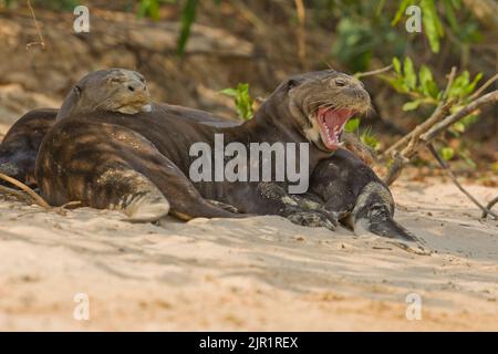 Riesenotter (Pteronura Brasiliensis) sonnen sich am Ufer Flusses Stockfoto