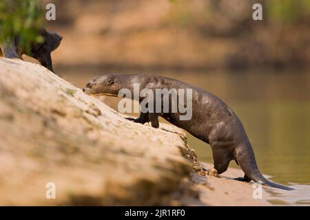 Riesenotter (Pteronura brasiliensis), der aus einem Fluss klettert Stockfoto