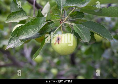 Ein grüner, wurmgefressen Apfel wiegt auf einem Baumzweig im Garten. Stockfoto