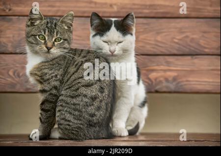 Zwei Kätzchen saß auf einer Holzbank, die sich über den Lebenslauf mit ihren Nasen Ausschreibung suchen. Stockfoto