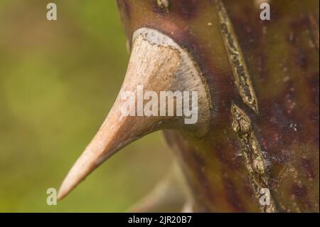 Super Vergrößerung des Details der Wirbelsäule einer Rose, noch zu den lebenden Anlage beigefügt. Stockfoto