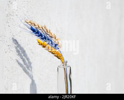 Drei Weizenspieße, von denen zwei in gelben und blauen Farben der ukrainischen Flagge auf weißem Grund gemalt sind. Unterstützt Die Ukraine. Stoppen Sie die wa Stockfoto