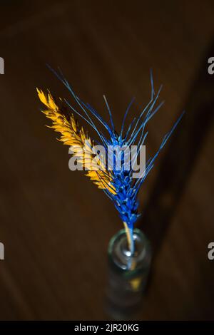 Zwei Ähren aus Weizen, die in gelben und blauen Farben der ukrainischen Flagge auf dunklem Grund gemalt sind. Unterstützt Die Ukrainer. Stoppen Sie den Krieg in der Ukraine, Ernte g Stockfoto