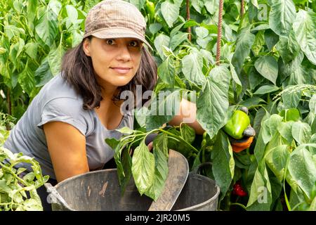 Nahaufnahme einer glücklichen lateinischen Geschäftsfrau, die in ihrem ökologischen Plantagen-Gewächshaus Paprika pflückt Stockfoto