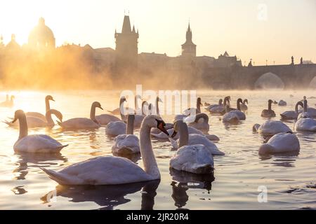 Die Schwäne der Moldau in Prag Stockfoto