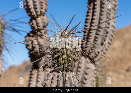 Nahaufnahme eines Eulychnia iquiquensis Kandelaber Kaktus im Pan de Azucar Nationalpark in der Atacama Wüste von Chile. Stockfoto