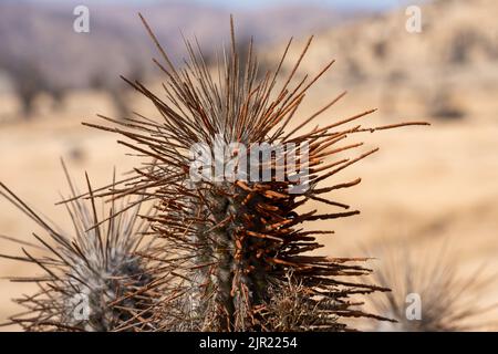 Nahaufnahme eines Eulychnia iquiquensis Kandelaber Kaktus im Pan de Azucar Nationalpark in der Atacama Wüste von Chile. Stockfoto