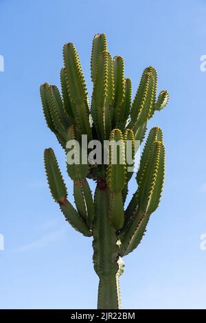 Eine große kaktusartige Eumorbia in Caleta Pan de Azucar, Pan de Azucar Nationalpark in der Atacama Wüste von Chile. Stockfoto