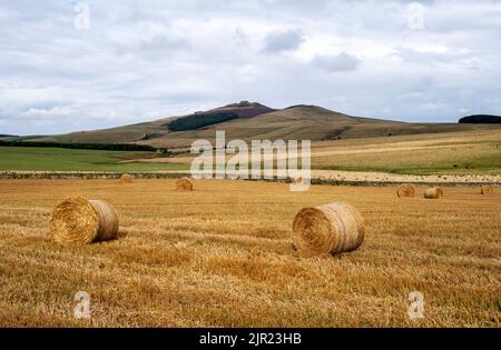 Strohballen in einem neu geernteten Feld mit Rubers Law Hill in der Ferne, Scottish Borders. Stockfoto