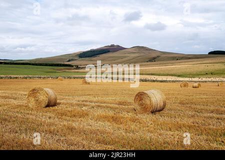 Strohballen in einem neu geernteten Feld mit Rubers Law Hill in der Ferne, Scottish Borders. Stockfoto