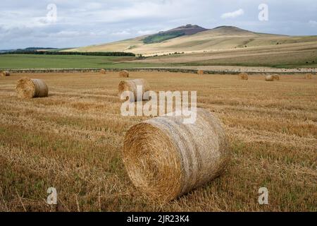 Strohballen in einem neu geernteten Feld mit Rubers Law Hill in der Ferne, Scottish Borders. Stockfoto