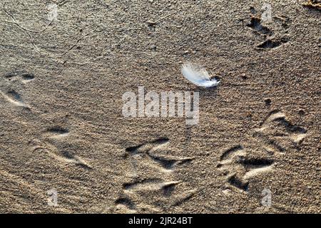 Eine weiße Feder, die im Morgenlicht auf einem groben Sandstrand, umgeben von Möwenfußabdrücken und Sandwurmspuren, liegt Stockfoto