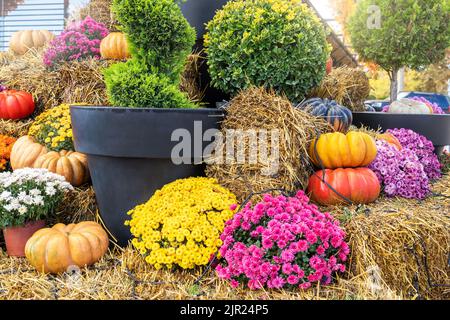 Helle bunte festliche Zusammensetzung saisonalen mehrfarbigen Mama Blumentopf dekoriert Kürbisse Gemüse auf gelbe Ernte Heuballen Veranda Hausgarten Stockfoto