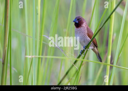 Eine schuppige munia (Lonchura punctulata), die auf einem Grashalm in einem Bangkok Park in Thailand steht Stockfoto