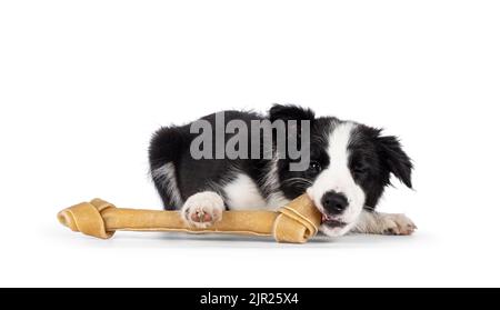 Super liebenswert typisch schwarz mit weißen Rand Colie Hund Welpen, legt sich kauen auf großen Knochen. Blick auf die Kamera mit geschlossenem Auge. Isoliert ein Stockfoto