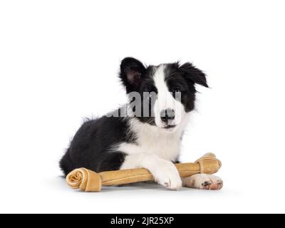 Super liebenswert typisch schwarz mit weißen Rand Colie Hund Welpen, sich mit einem großen Knochen zwischen den Pfoten. Blick auf die Kamera mit unglaublicher sw Stockfoto
