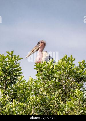 Marabou-Storch in Kenia, Ostafrika Stockfoto